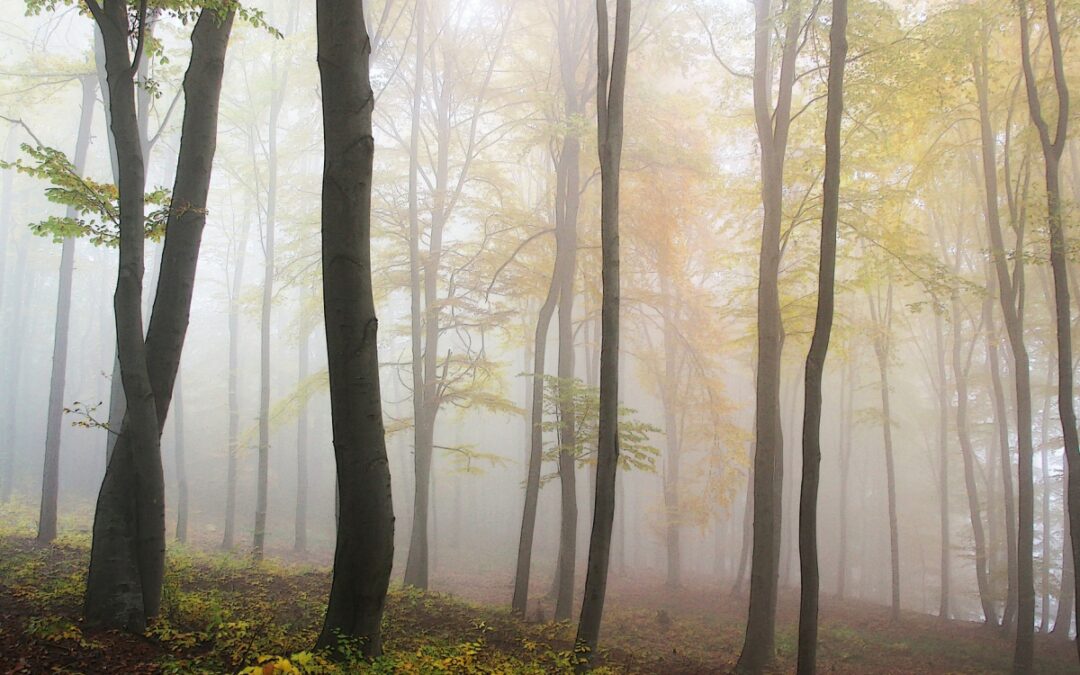 Horst Arnold: Staatsforsten-Gewinn für nachhaltigen Umbau der Wälder nutzen